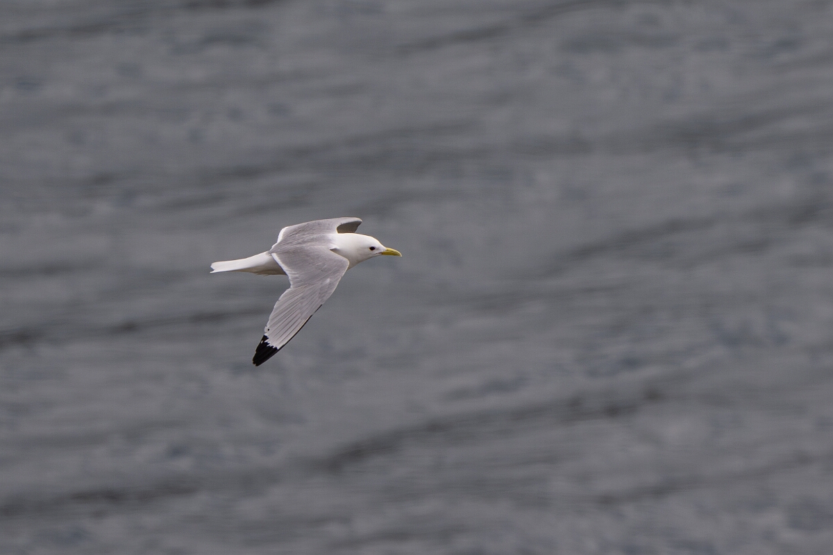 David Plant Photography - Wildlife Photography - Kittiwake - T.jpg - Kittiwake - Cornwall
