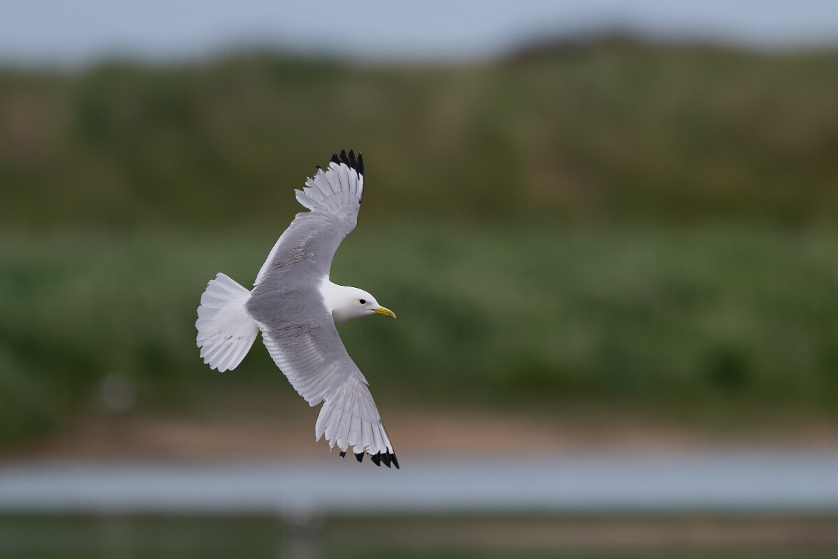 David Plant Photography - Wildlife Photography - Kittiwake - U.jpg - Kittiwake in flight - Suffolk