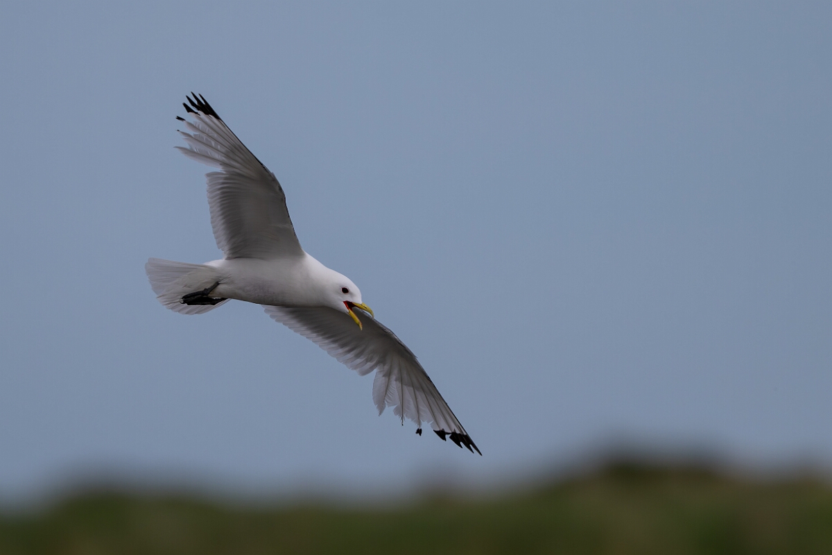 David Plant Photography - Wildlife Photography - Kittiwake - V.jpg - Kittiwake in flight - Suffolk