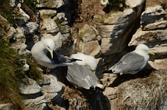 David Plant Photography - Wildlife Photography - Kittiwake - A