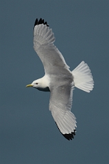David Plant Photography - Wildlife Photography - Kittiwake - C