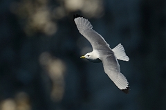 David Plant Photography - Wildlife Photography - Kittiwake - D