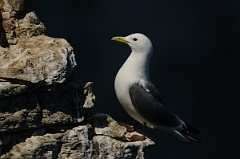 David Plant Photography - Wildlife Photography - Kittiwake - E