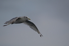 David Plant Photography - Wildlife Photography - Kittiwake - G