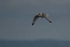 David Plant Photography - Wildlife Photography - Kittiwake - H