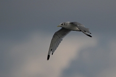 David Plant Photography - Wildlife Photography - Kittiwake - I