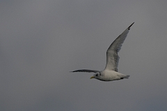 David Plant Photography - Wildlife Photography - Kittiwake - J