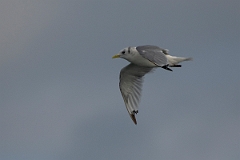 David Plant Photography - Wildlife Photography - Kittiwake - K