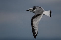 David Plant Photography - Wildlife Photography - Kittiwake - L
