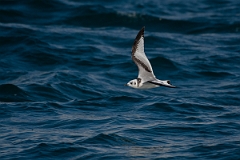 David Plant Photography - Wildlife Photography - Kittiwake - M