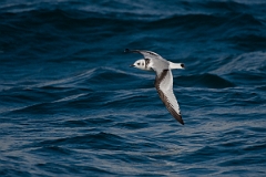 David Plant Photography - Wildlife Photography - Kittiwake - N