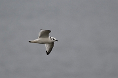 David Plant Photography - Wildlife Photography - Kittiwake - O