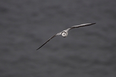 David Plant Photography - Wildlife Photography - Kittiwake - P