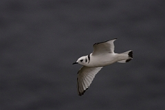 David Plant Photography - Wildlife Photography - Kittiwake - Q