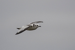 David Plant Photography - Wildlife Photography - Kittiwake - R