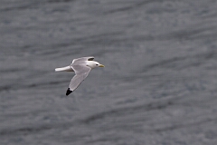 David Plant Photography - Wildlife Photography - Kittiwake - T