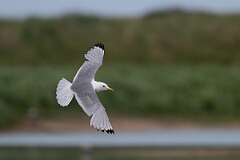 David Plant Photography - Wildlife Photography - Kittiwake - U