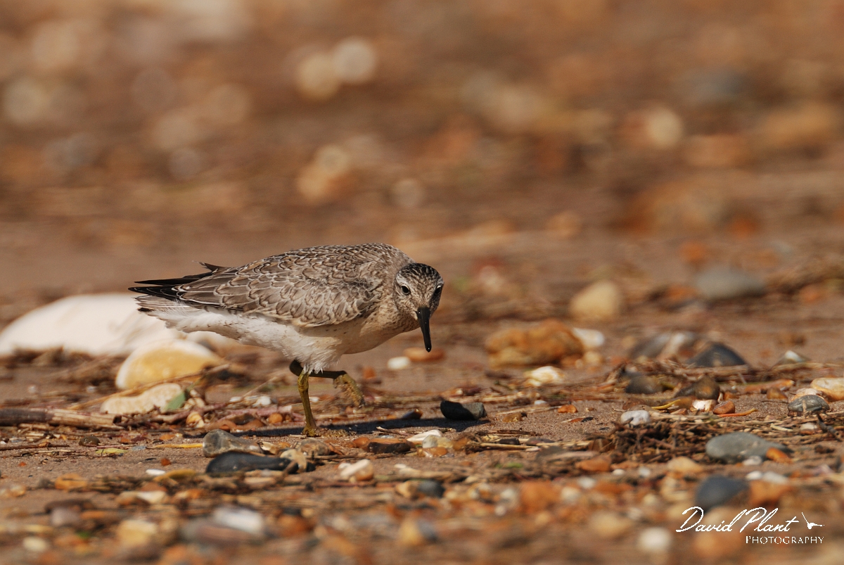 David Plant Photography - Wildlife Photographer - Knot - F.jpg - Knot juvenile - Norfolk