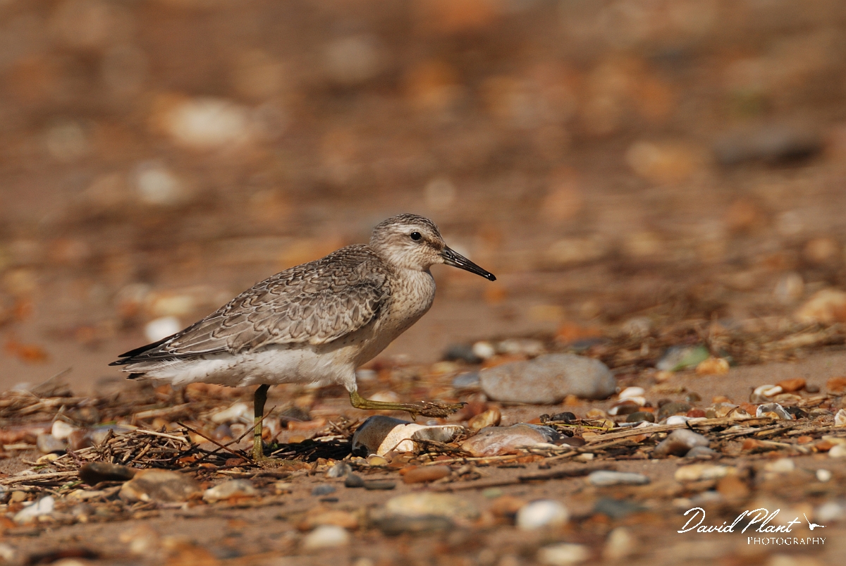 David Plant Photography - Wildlife Photographer - Knot - G.jpg - Knot juvenile - Norfolk