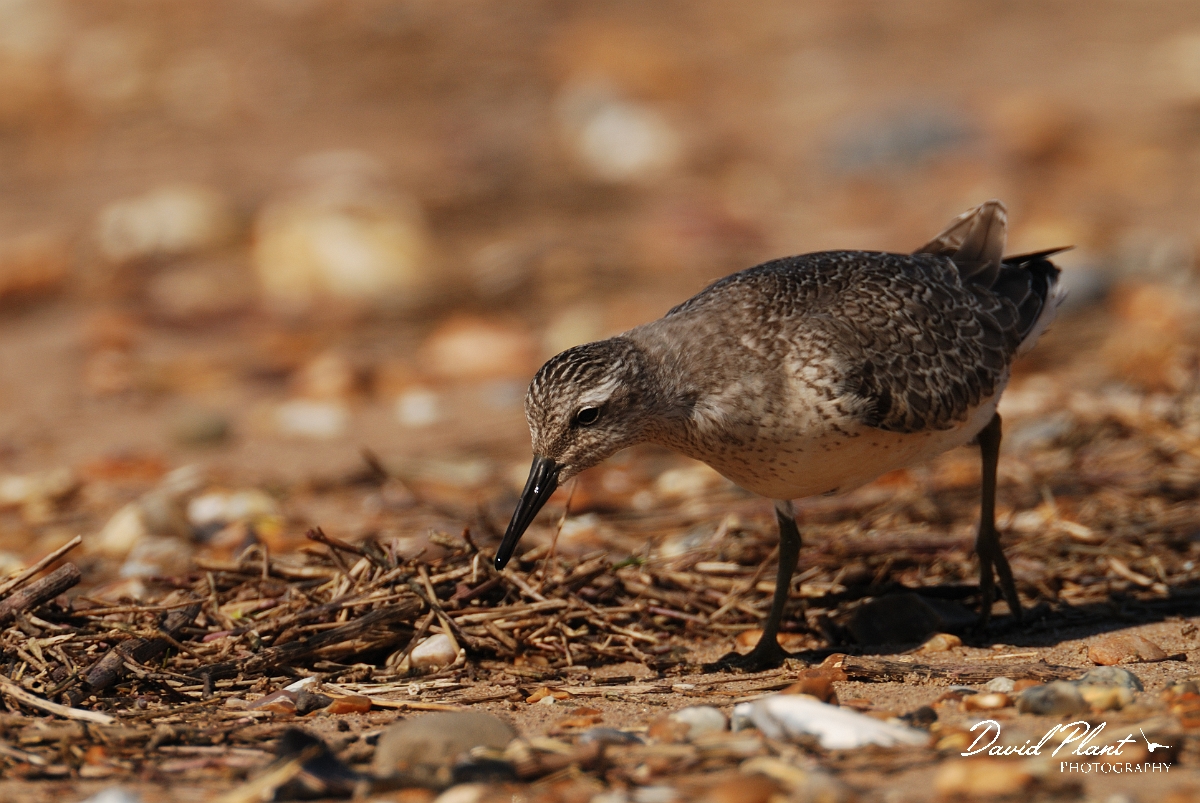 David Plant Photography - Wildlife Photographer - Knot - H.jpg - Knot juvenile feeding - Norfolk