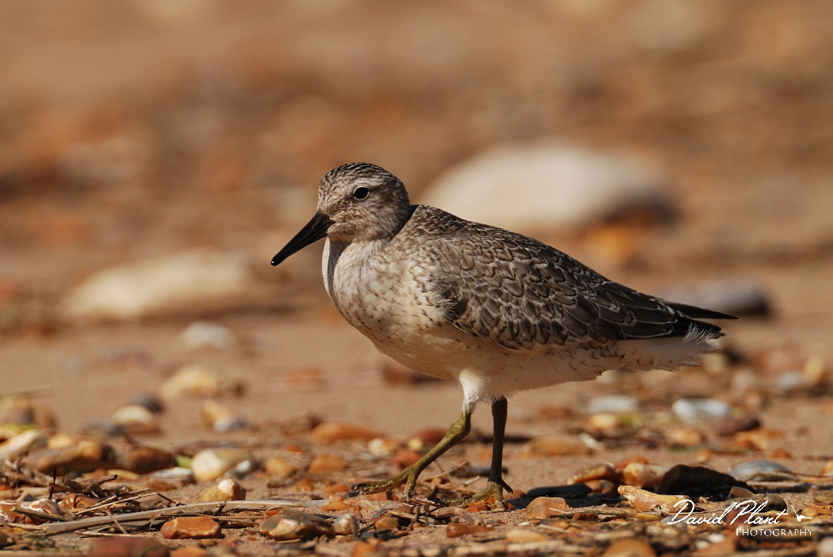 David Plant Photography - Wildlife Photographer - Knot - I.jpg - Knot juvenile - Norfolk