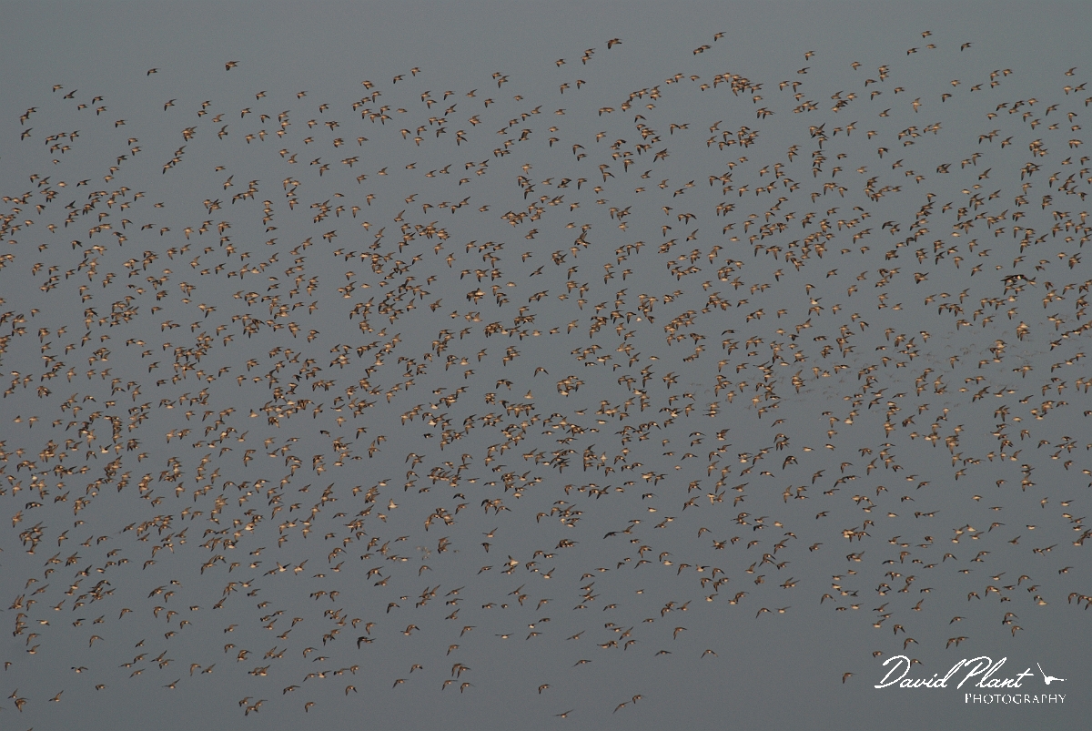 David Plant Photography - Wildlife Photographer - Knot flock - B.JPG - Knot flock - Norfolk