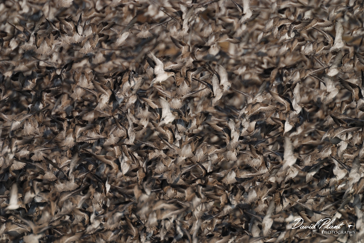 David Plant Photography - Wildlife Photography - Knot - K.jpg - Knot taking flight - Norfolk