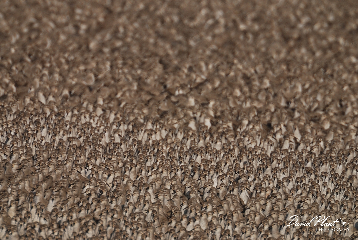 David Plant Photography - Wildlife Photography - Knot - L.jpg - Knot flock alert - Norfolk