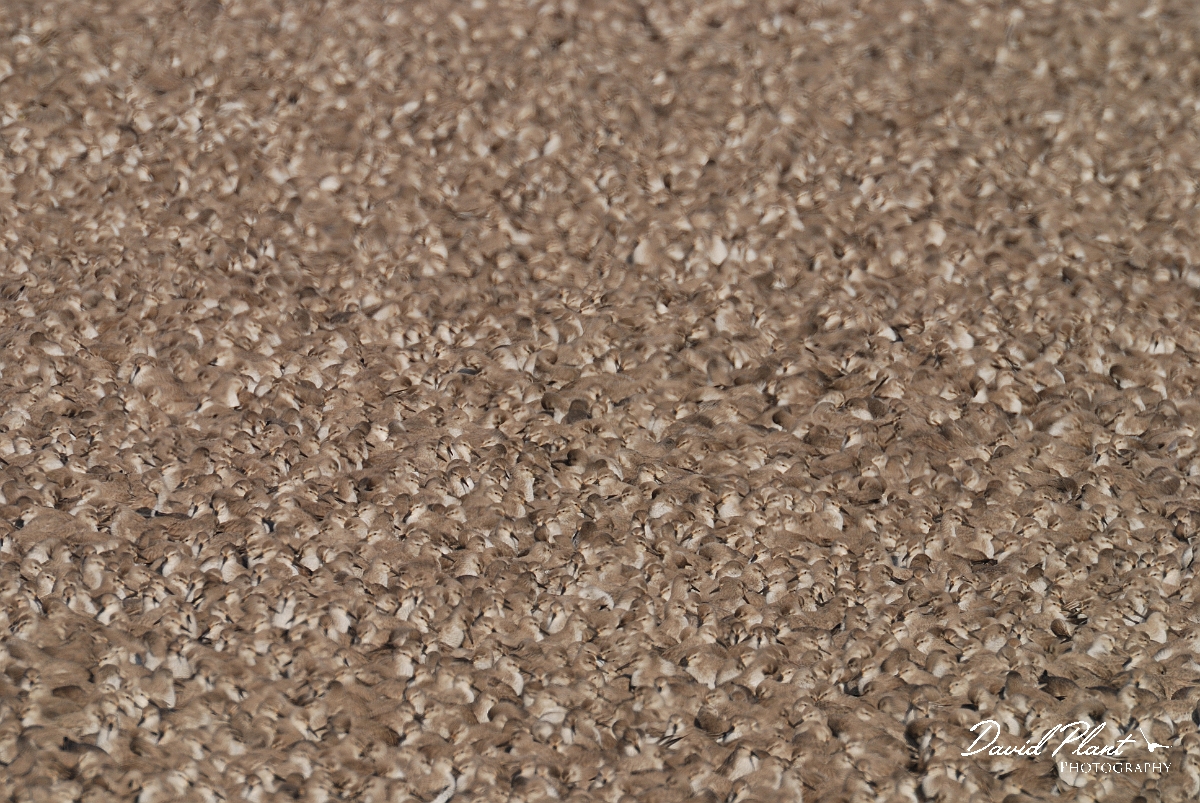 David Plant Photography - Wildlife Photography - Knot - M.jpg - Knot in high tide roost - Norfolk