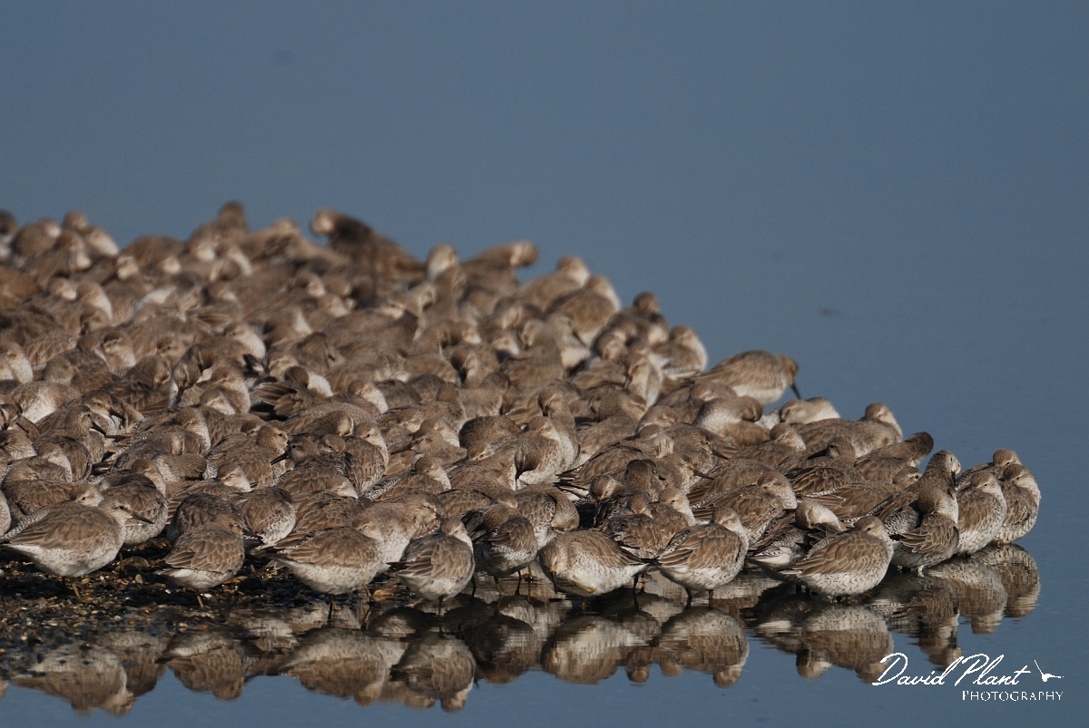 David Plant Photography - Wildlife Photography - Knot - N.jpg - Knot group at roost - Norfolk