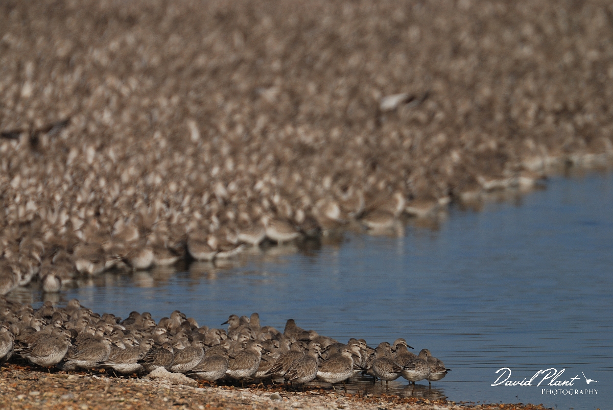 David Plant Photography - Wildlife Photography - Knot - O.jpg - Knot flock at high tide roost - Norfolk