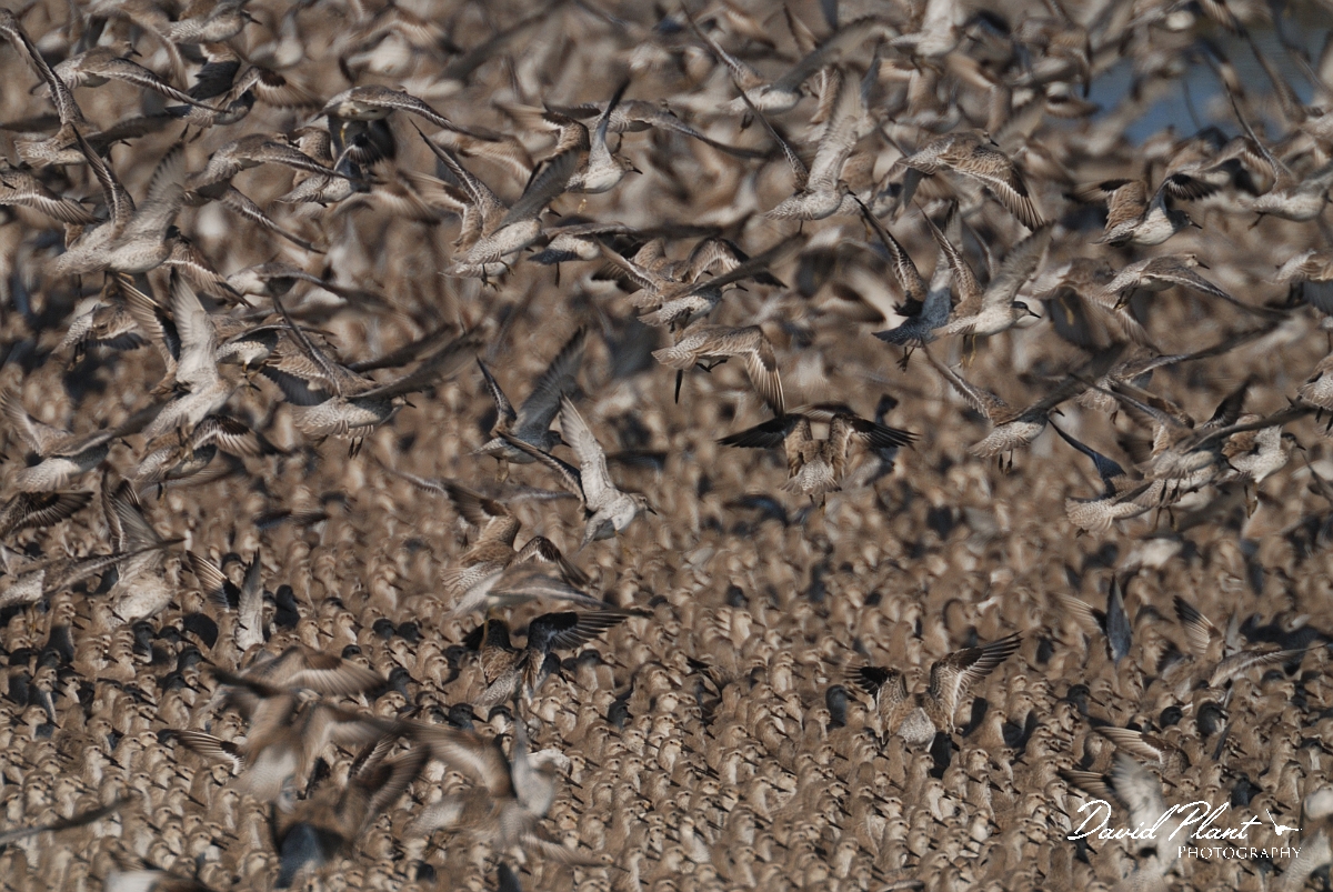 David Plant Photography - Wildlife Photography - Knot - P.jpg - Knot taking flight from roost - Norfolk