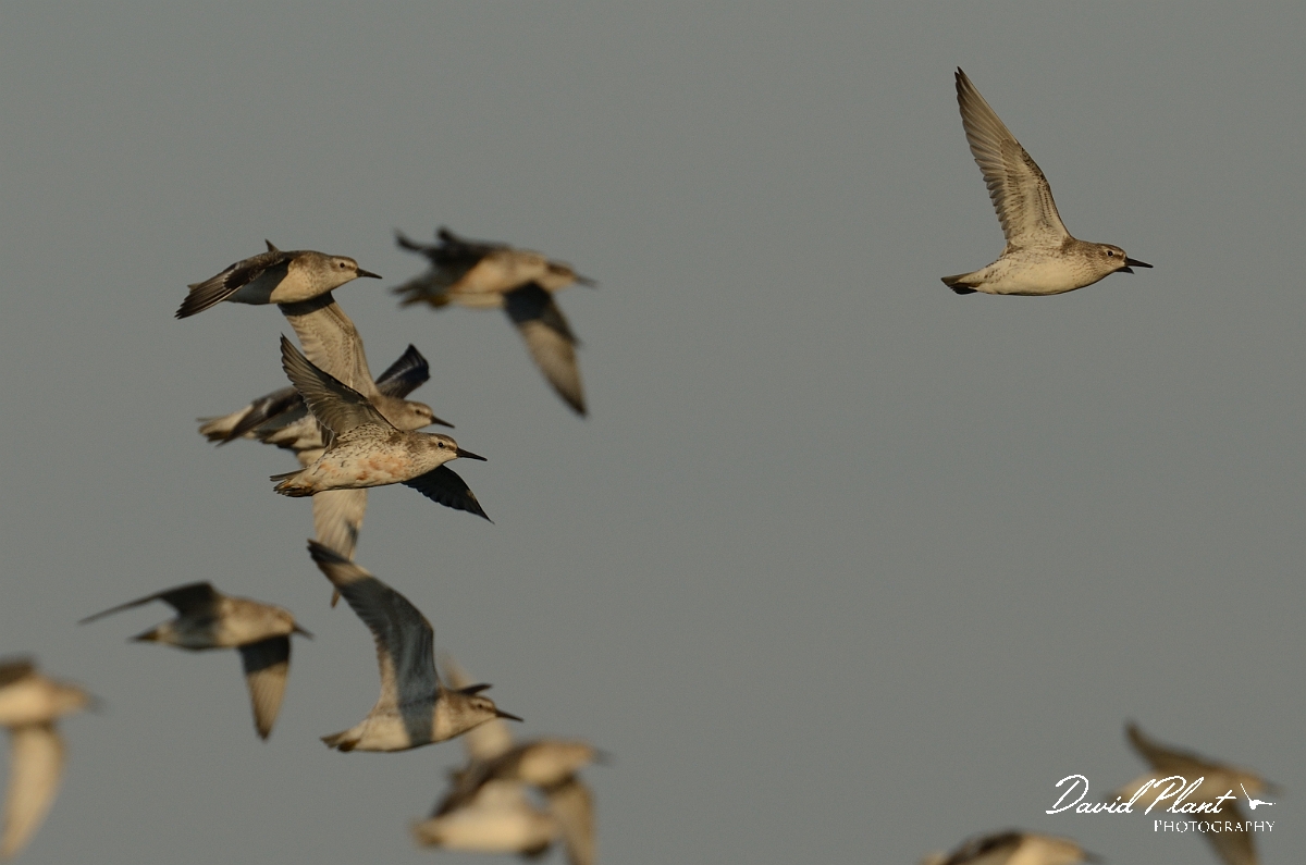 David Plant Photography - Wildlife Photography - Knot - Q.jpg - Knot in flight - Norfolk