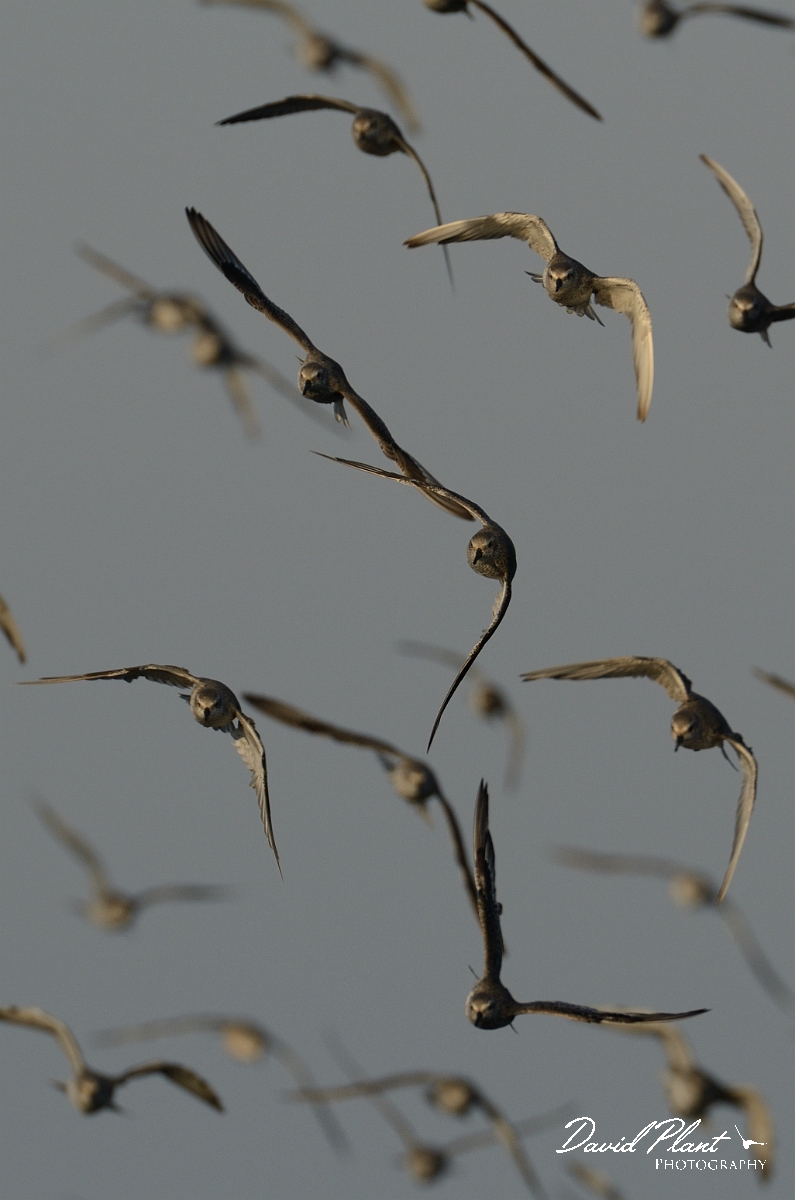 David Plant Photography - Wildlife Photography - Knot - R.jpg - Knot frontal view in flight - Norfolk
