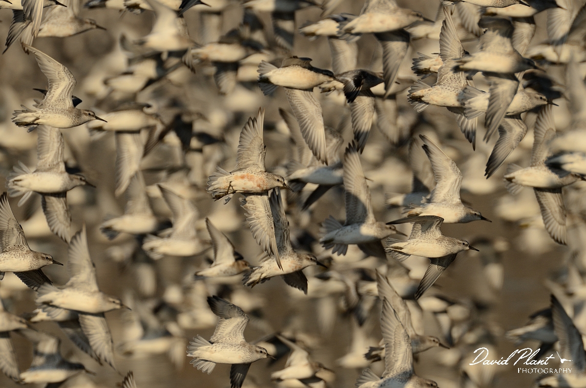 David Plant Photography - Wildlife Photography - Knot - V.jpg - Knots in fllight - Norfolk