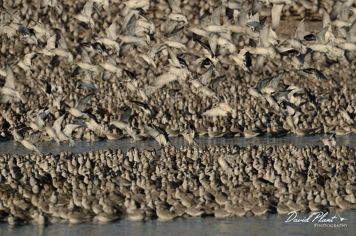 David Plant Photography - Wildlife Photography - Knot - W.jpg - Knot flock landing - Norfolk