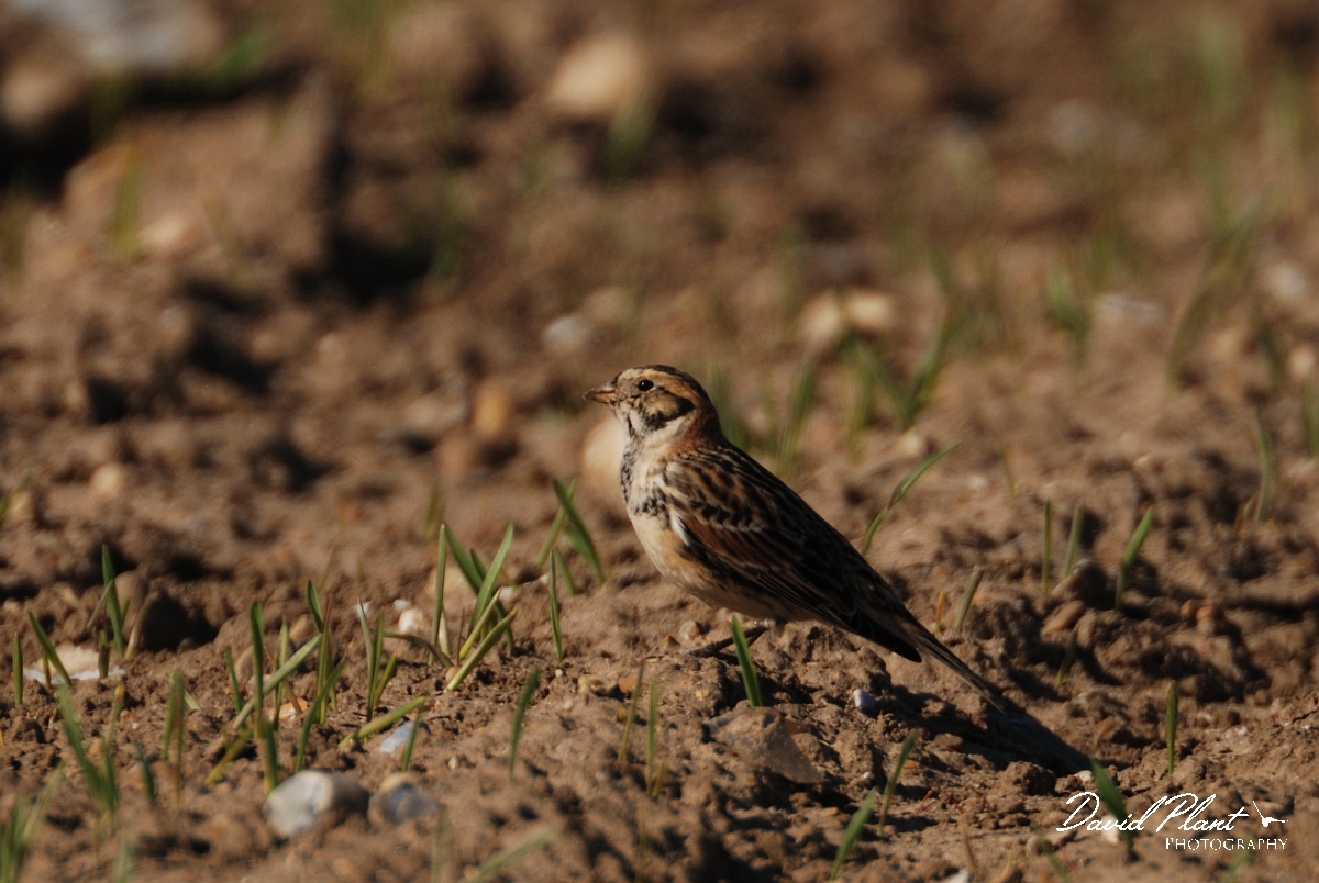 David Plant Photography - Wildlife Photography - Lapland bunting - B.jpg - Lapland bunting - Norfolk
