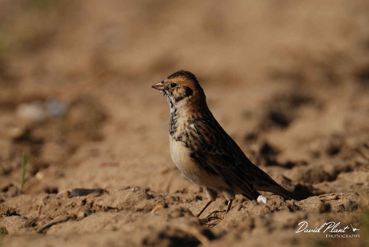 David Plant Photography - Wildlife Photography - Lapland bunting - C.jpg - Lapland bunting - Norfolk