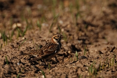 David Plant Photography - Wildlife Photography - Lapland bunting - A