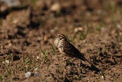 David Plant Photography - Wildlife Photography - Lapland bunting - B