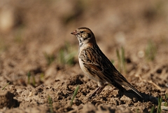 David Plant Photography - Wildlife Photography - Lapland bunting - D