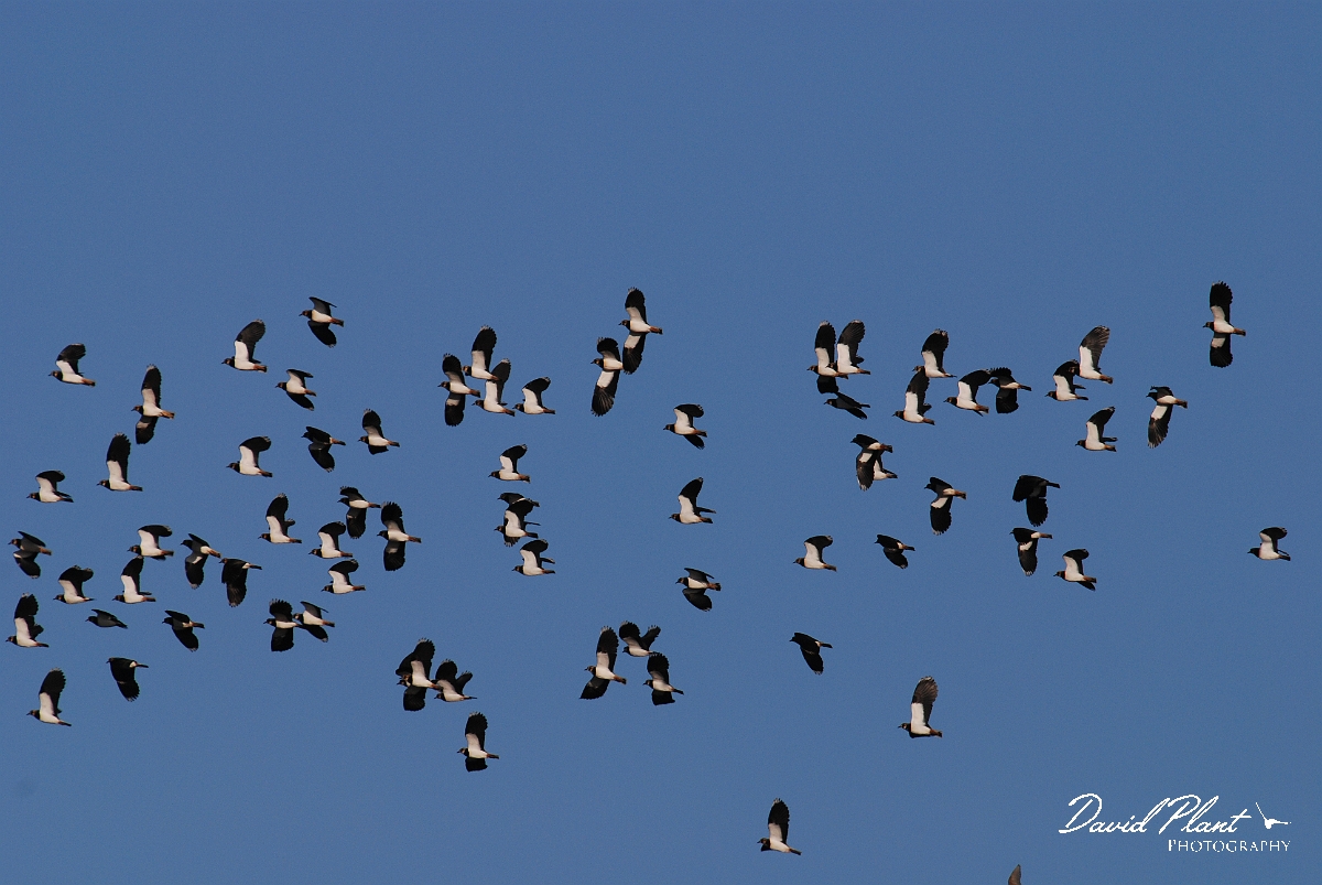 David Plant Photography - Wildlife Photographer - Lapwing flock - B.JPG - Lapwing flock - Norfolk