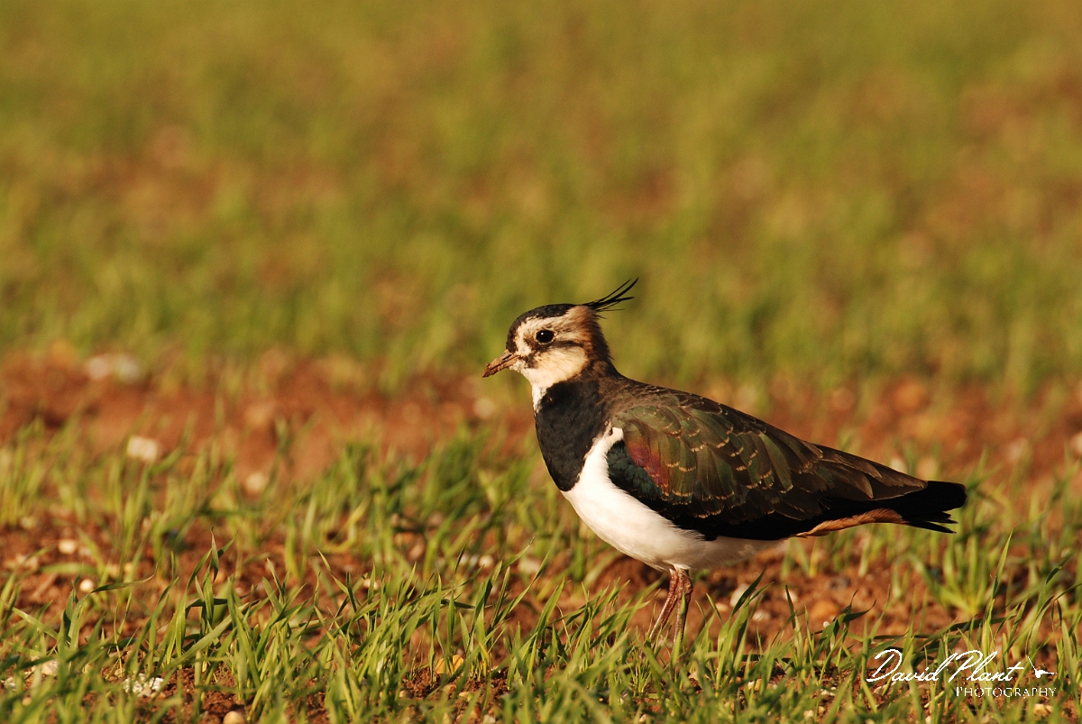 David Plant Photography - Wildlife Photographer - Lapwing in field - E.jpg - Lapwing in a field - Norfolk