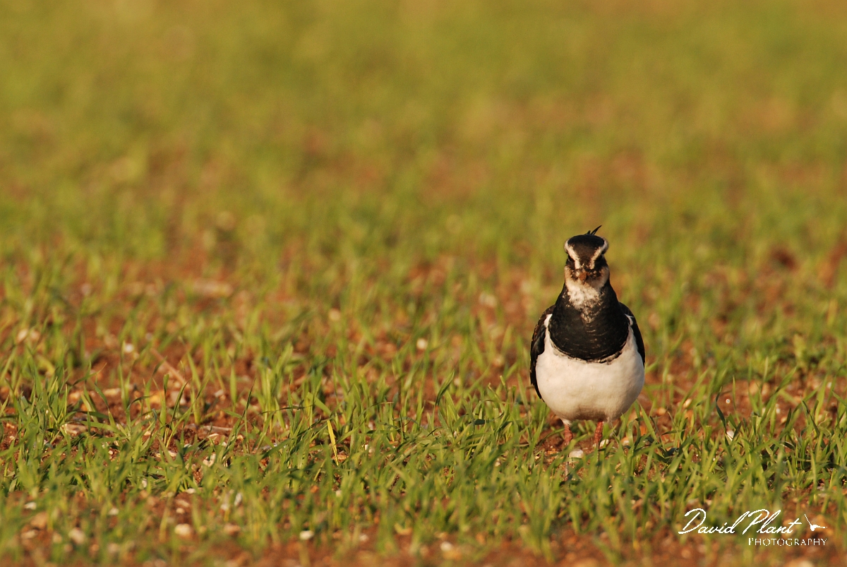 David Plant Photography - Wildlife Photographer - Lapwing in field - H.jpg - Lapwing in a field - Norfolk
