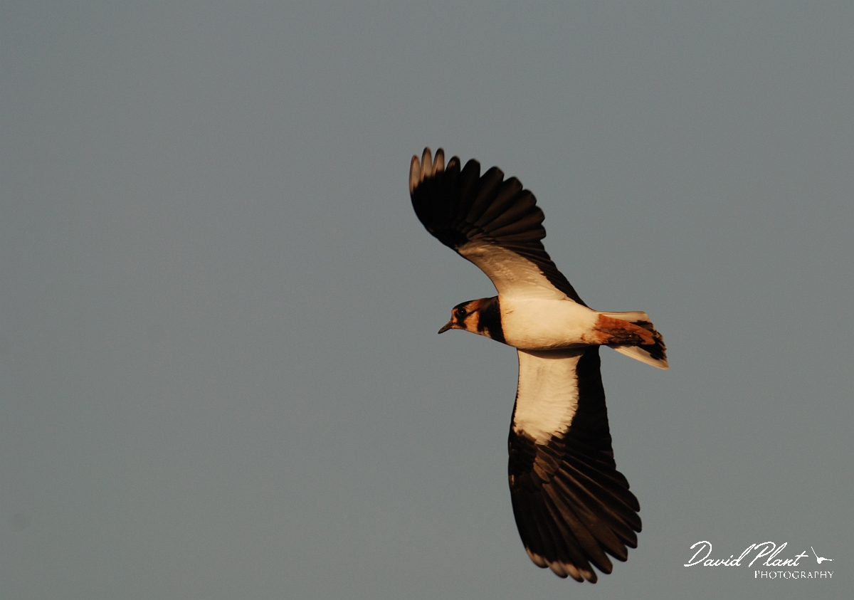 David Plant Photography - Wildlife Photographer - Lapwing in flight - A.jpg - Lapwing in flight - Norfolk