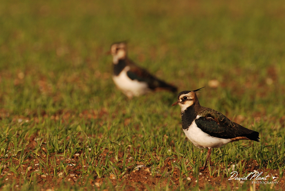 David Plant Photography - Wildlife Photographer - Lapwings in field - F.jpg - Lapwing pair in a field - Norfolk
