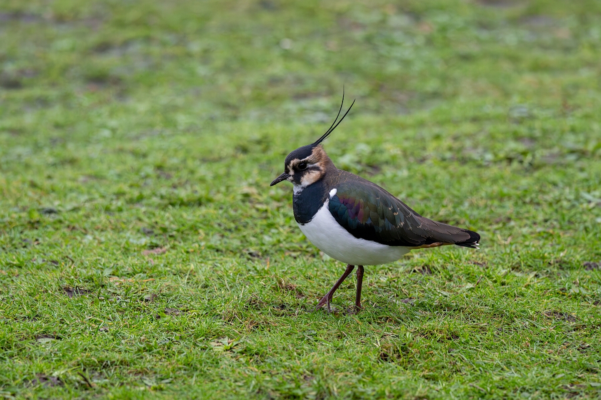 David Plant Photography - Wildlife Photography - Lapwing - AB.jpg - Lapwing - Gloucestershire