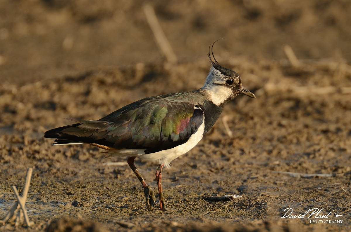 David Plant Photography - Wildlife Photography - Lapwing - J.jpg - Lapwing on mud - Norfolk