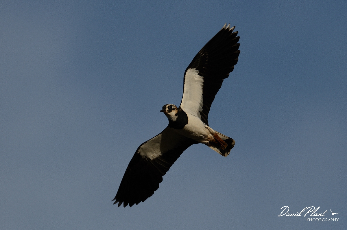 David Plant Photography - Wildlife Photography - Lapwing - K.jpg - Lapwing in flight - Slimbridge