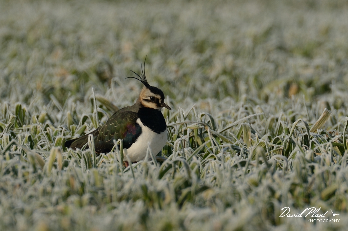 David Plant Photography - Wildlife Photography - Lapwing - L.jpg - Lapwing amongst frozen wheat field - Cambridegshire